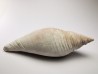 GASTROPOD: Pleioptygma heilprini - Pleistocene - Florida, USA