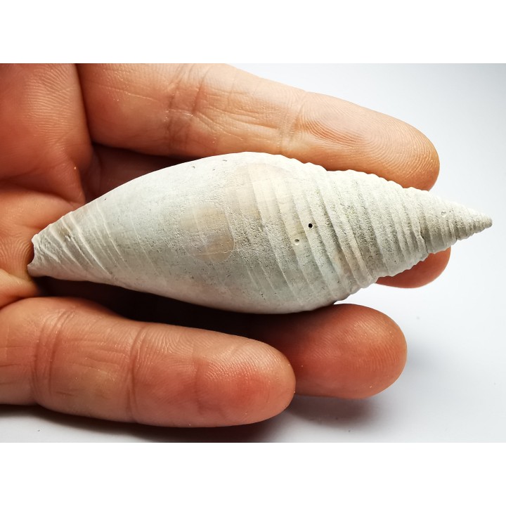 GASTEROPODE : Pleioptygma heilprini - Pléistocène - Floride