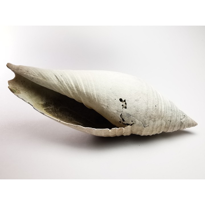 GASTROPOD: Pleioptygma heilprini - Pleistocene - Florida, USA