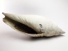 GASTEROPODE : Pleioptygma heilprini - Pléistocène - Floride