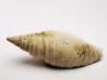 GASTROPOD: Pleioptygma heilprini - Pleistocene - Florida, USA