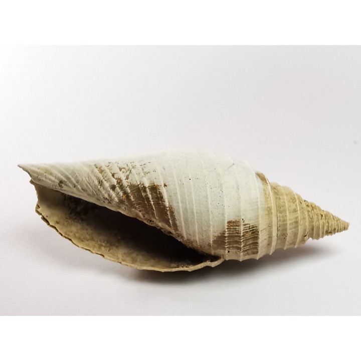 GASTROPOD: Pleioptygma heilprini - Pleistocene - Florida, USA