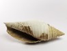 GASTEROPODE : Pleioptygma heilprini - Pléistocène - Floride
