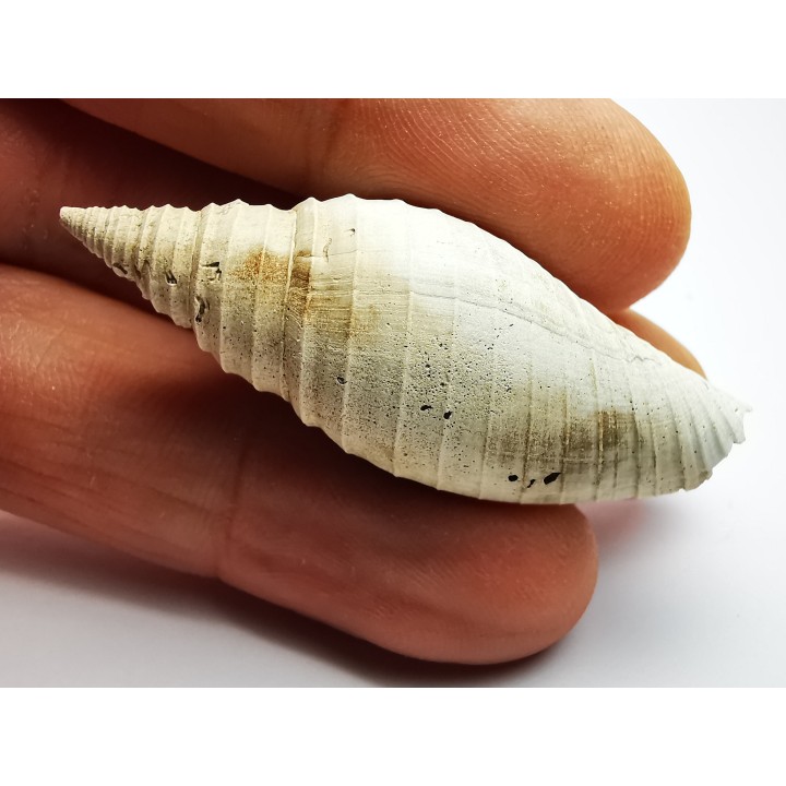 GASTEROPODE : Pleioptygma heilprini - Pléistocène - Floride