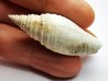 GASTEROPODE : Pleioptygma heilprini - Pléistocène - Floride