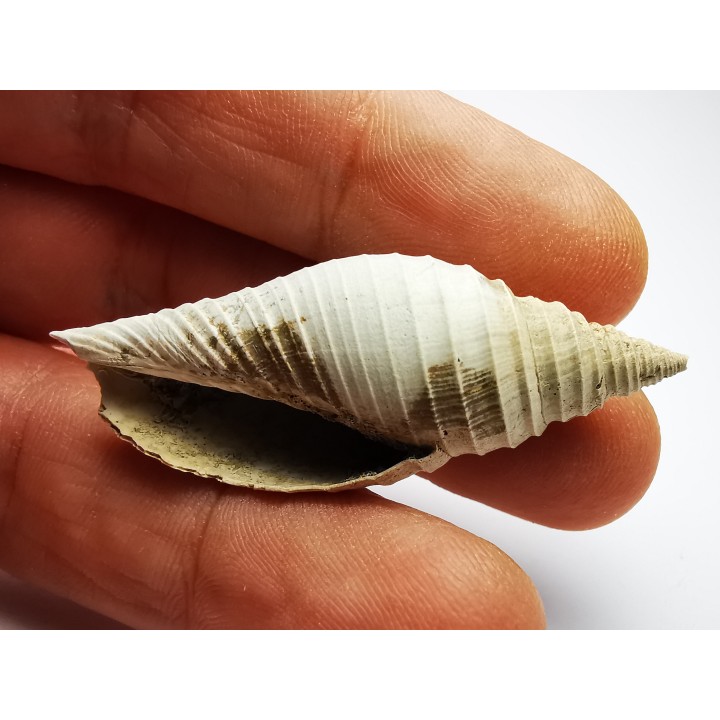 GASTEROPODE : Pleioptygma heilprini - Pléistocène - Floride