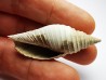 GASTEROPODE : Pleioptygma heilprini - Pléistocène - Floride