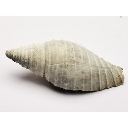GASTROPOD: Pleioptygma heilprini - Pleistocene - Florida, USA