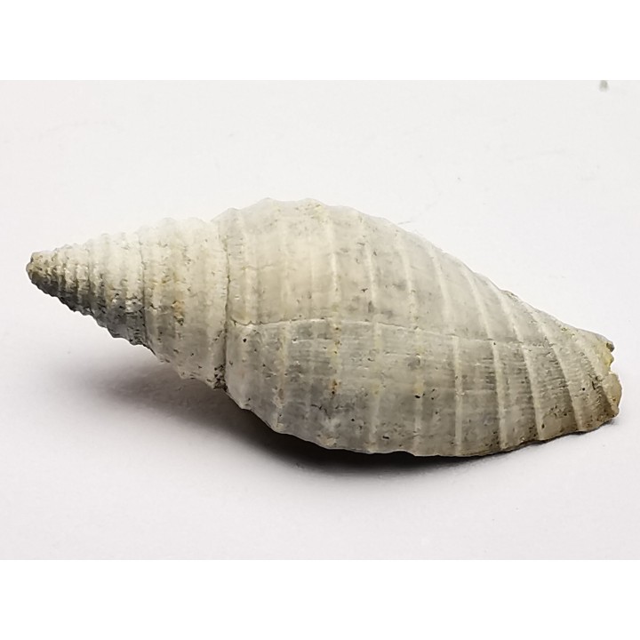 GASTROPOD: Pleioptygma heilprini - Pleistocene - Florida, USA