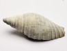 GASTROPOD: Pleioptygma heilprini - Pleistocene - Florida, USA