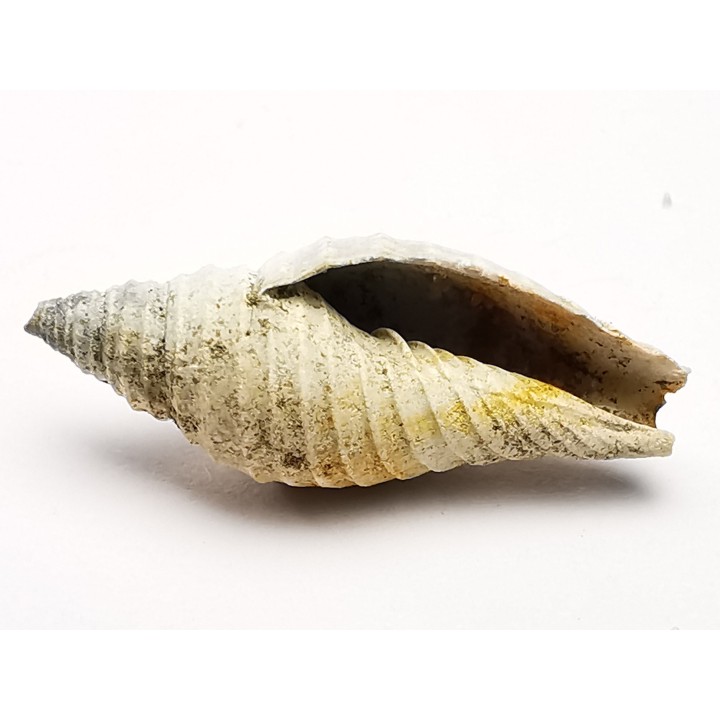GASTROPOD: Pleioptygma heilprini - Pleistocene - Florida, USA