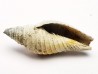 GASTROPOD: Pleioptygma heilprini - Pleistocene - Florida, USA