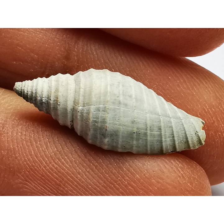 GASTROPOD: Pleioptygma heilprini - Pleistocene - Florida, USA