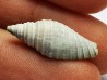 GASTROPOD: Pleioptygma heilprini - Pleistocene - Florida, USA