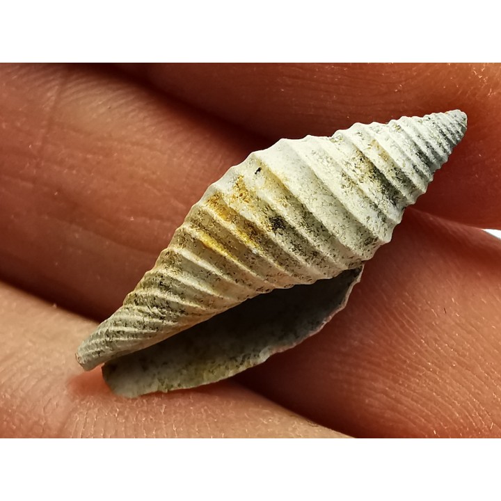 GASTROPOD: Pleioptygma heilprini - Pleistocene - Florida, USA