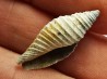 GASTROPOD: Pleioptygma heilprini - Pleistocene - Florida, USA