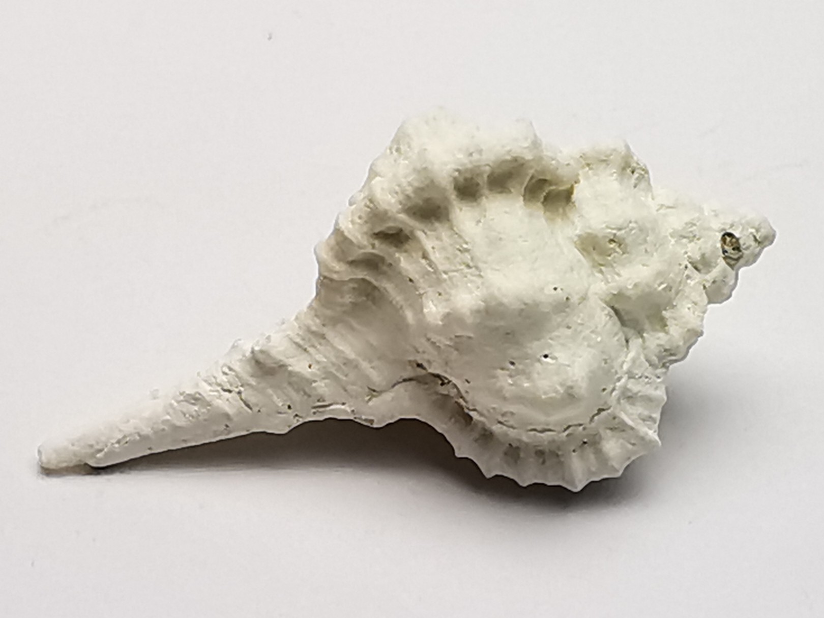 GASTEROPODE : Vokesimurex recurvirostris - Pléistocène - Floride