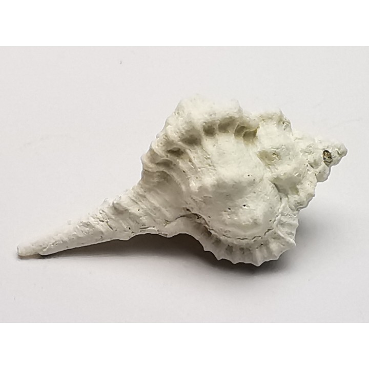 GASTROPOD: Vokesimurex recurvirostris - Pleistocene - Florida, USA