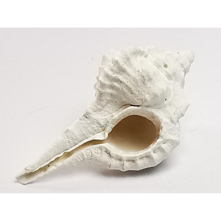 GASTROPOD: Vokesimurex recurvirostris - Pleistocene - Florida, USA