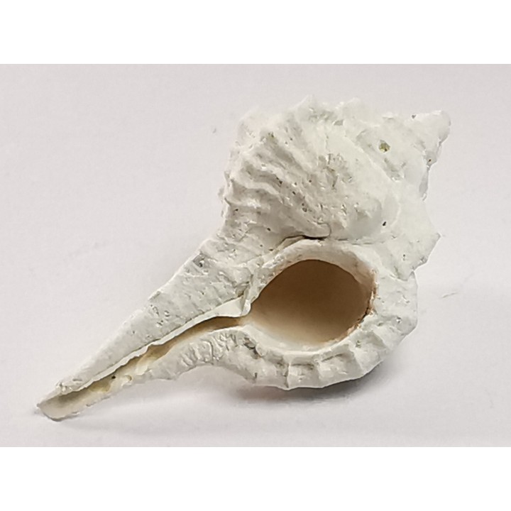 GASTROPOD: Vokesimurex recurvirostris - Pleistocene - Florida, USA