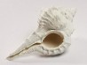 GASTEROPODE : Vokesimurex recurvirostris - Pléistocène - Floride