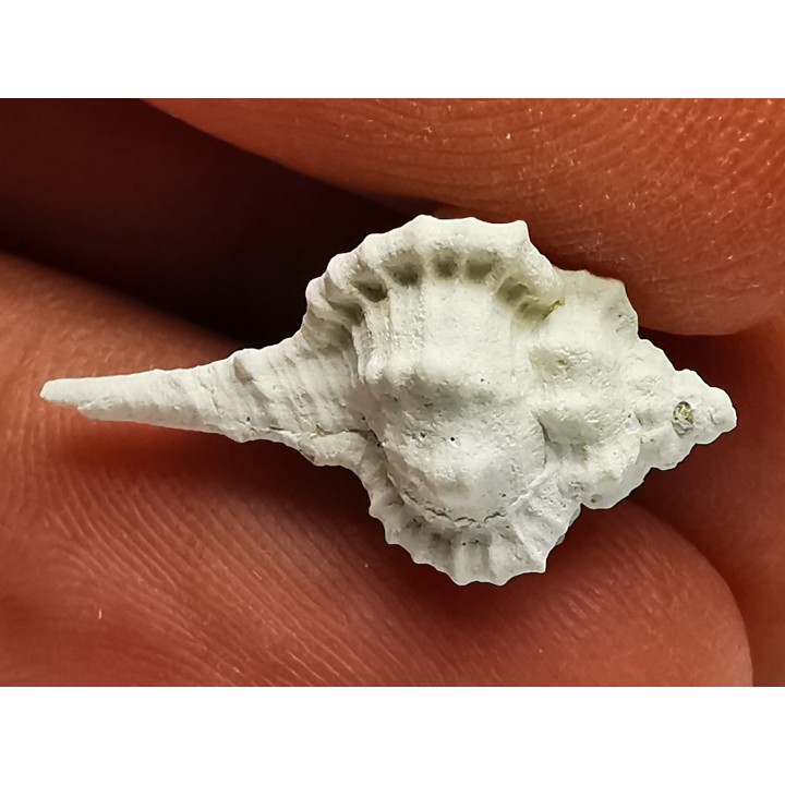 GASTROPOD: Vokesimurex recurvirostris - Pleistocene - Florida, USA