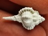 GASTEROPODE : Vokesimurex recurvirostris - Pléistocène - Floride