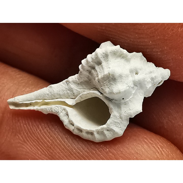 GASTEROPODE : Vokesimurex recurvirostris - Pléistocène - Floride