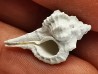 GASTROPOD: Vokesimurex recurvirostris - Pleistocene - Florida, USA