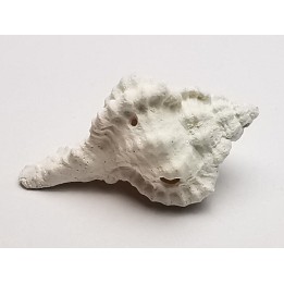 GASTROPOD: Vokesimurex recurvirostris - Pleistocene - Florida, USA