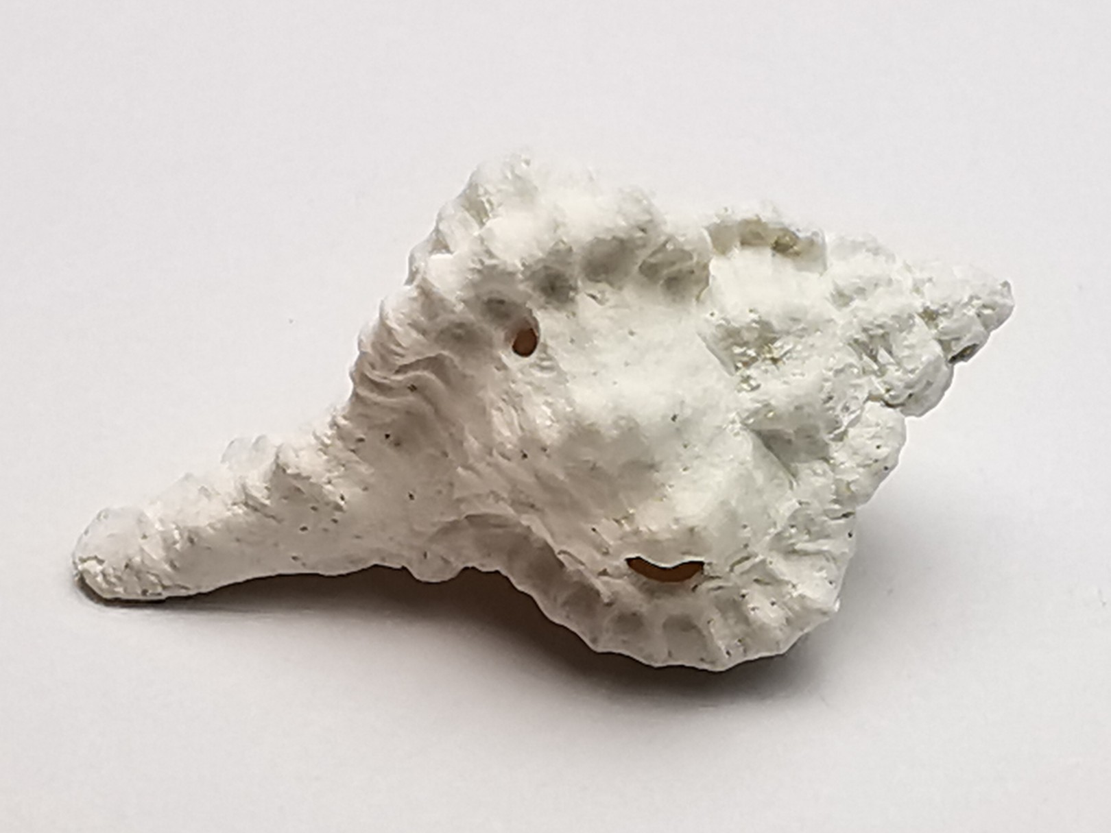 GASTEROPODE : Vokesimurex recurvirostris - Pléistocène - Floride