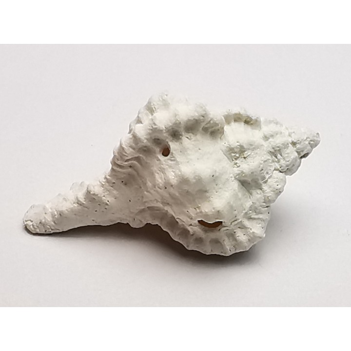 GASTEROPODE : Vokesimurex recurvirostris - Pléistocène - Floride