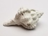 GASTROPOD: Vokesimurex recurvirostris - Pleistocene - Florida, USA