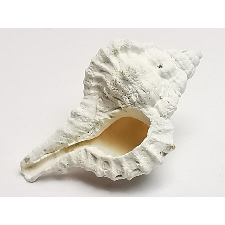 GASTROPOD: Vokesimurex recurvirostris - Pleistocene - Florida, USA