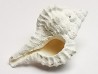GASTROPOD: Vokesimurex recurvirostris - Pleistocene - Florida, USA