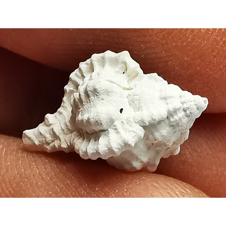 GASTROPOD: Vokesimurex recurvirostris - Pleistocene - Florida, USA