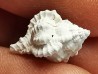 GASTROPOD: Vokesimurex recurvirostris - Pleistocene - Florida, USA