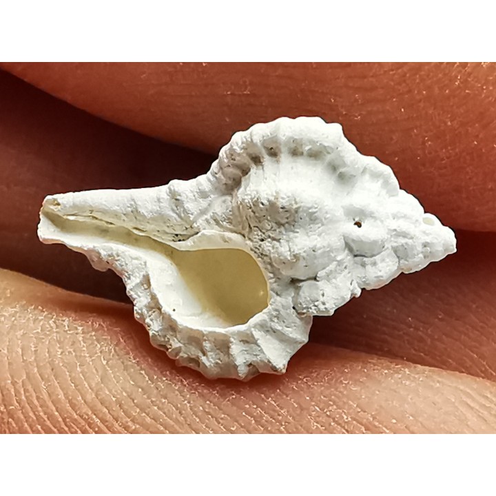 GASTROPOD: Vokesimurex recurvirostris - Pleistocene - Florida, USA