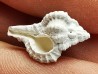GASTEROPODE : Vokesimurex recurvirostris - Pléistocène - Floride