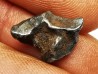 Météorite : SIDERITE IIAB de SIKHOTE ALIN, Russie