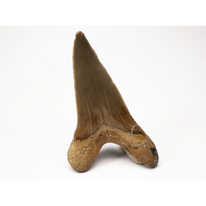 dent de requin Cretoxyrhina mantelli - Cénomanien (Texas)