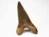 dent de requin Cretoxyrhina mantelli - Cénomanien (Texas)
