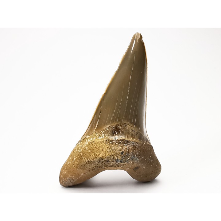 shark tooth Cretoxyrhina mantelli - Cenomanian (Texas)