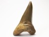 dent de requin Cretoxyrhina mantelli - Cénomanien (Texas)