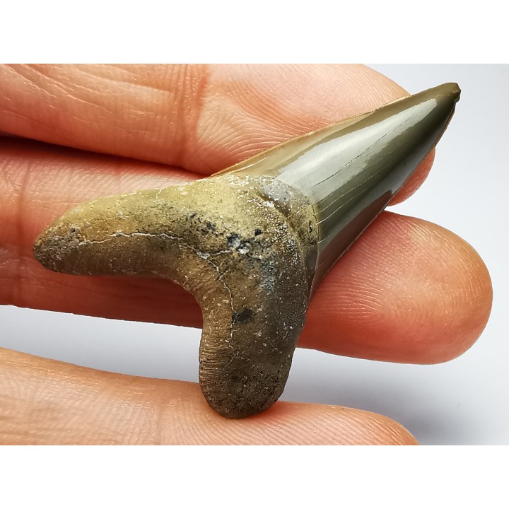 dent de requin Cretoxyrhina mantelli - Cénomanien (Texas)