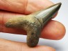 shark tooth Cretoxyrhina mantelli - Cenomanian (Texas)