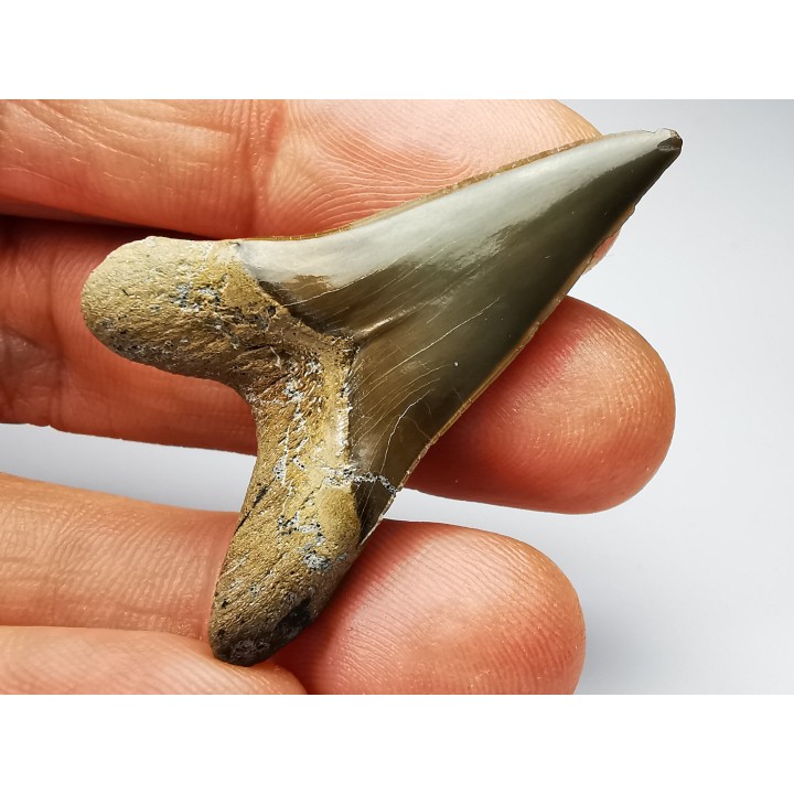 dent de requin Cretoxyrhina mantelli - Cénomanien (Texas)