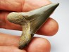 shark tooth Cretoxyrhina mantelli - Cenomanian (Texas)