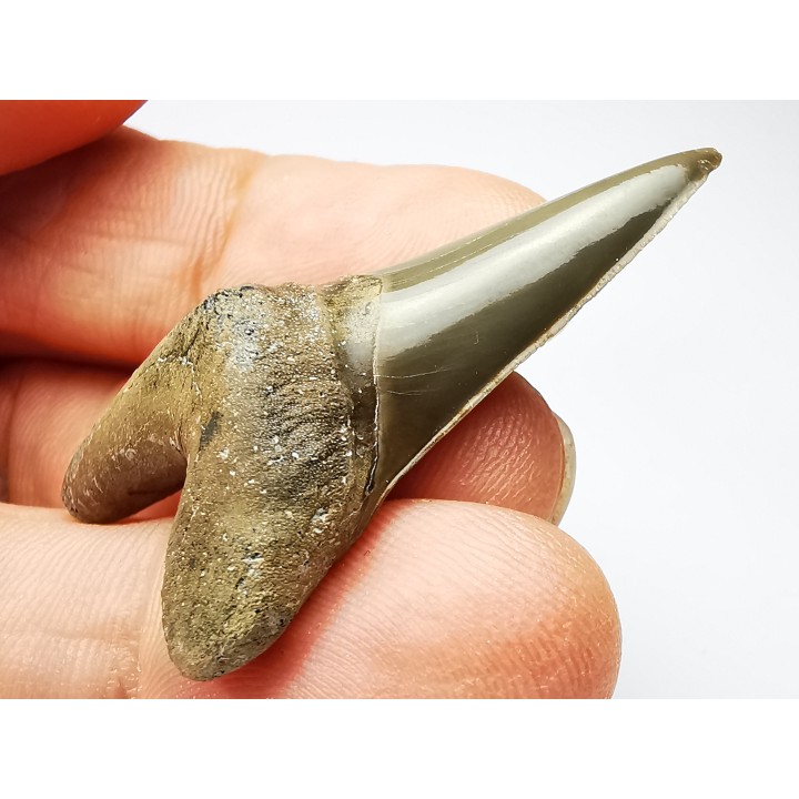 shark tooth Cretoxyrhina mantelli - Cenomanian (Texas)