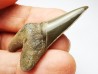 shark tooth Cretoxyrhina mantelli - Cenomanian (Texas)